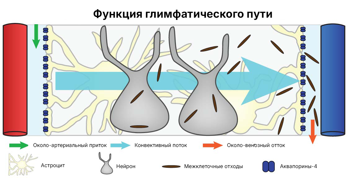 Функция глимфатического пути 